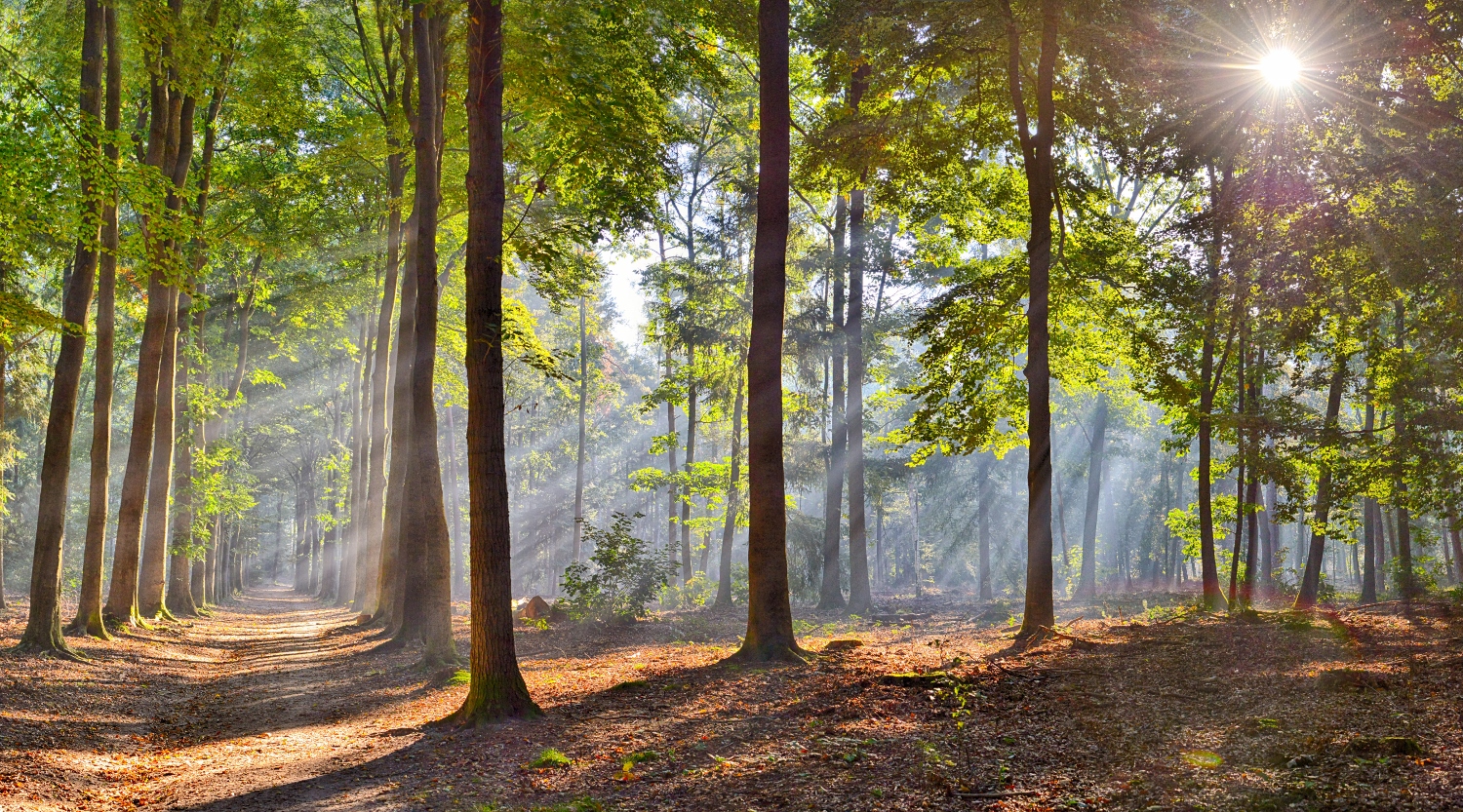 Fotobehang nederlandse bossen